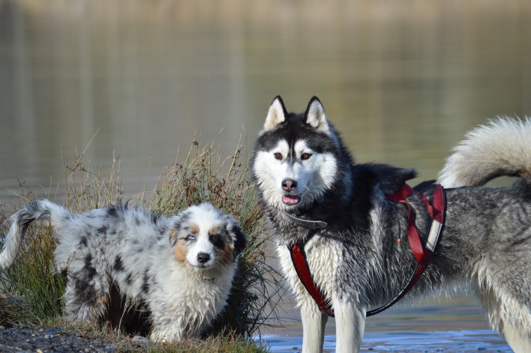 irca et louna