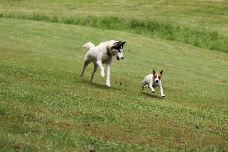 jack russel court