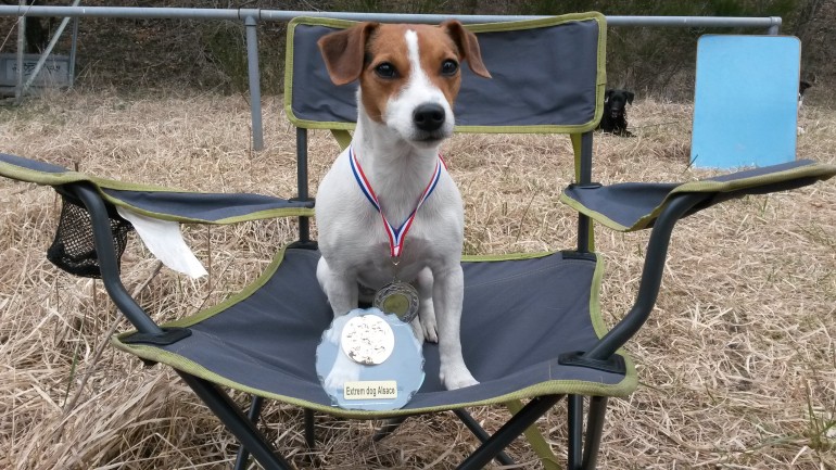 jack russel extreme dog alsace