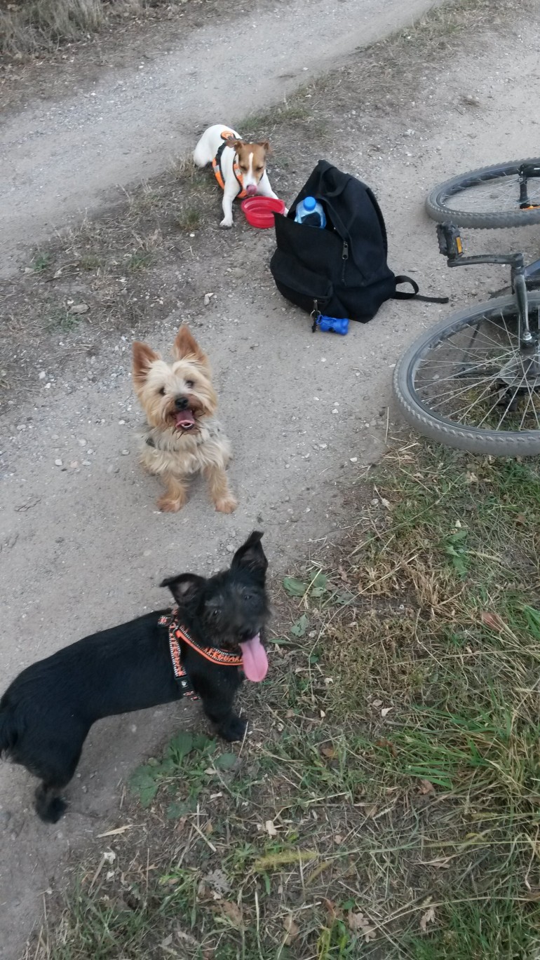 randonnée vélo avec son chien