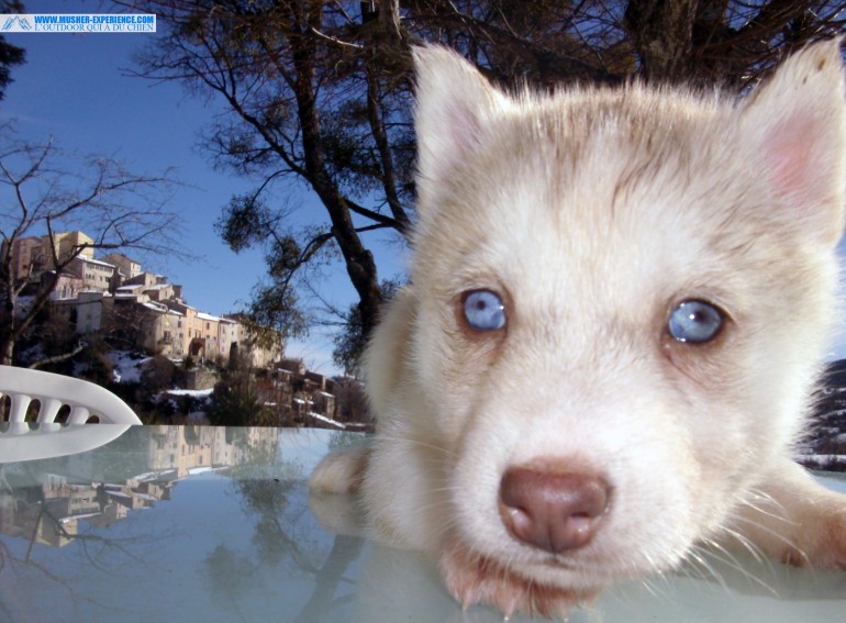 Le Husky Sibérien A Toujours Les Yeux Bleus Faux