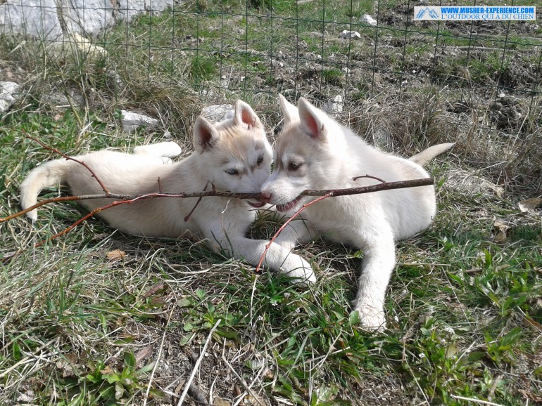 Joly bébé, avec sa soeur en train de jouer avec un baton dans le jardin