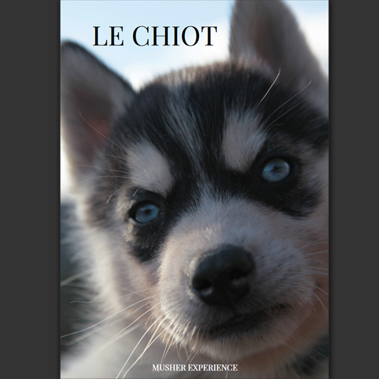 le chiot