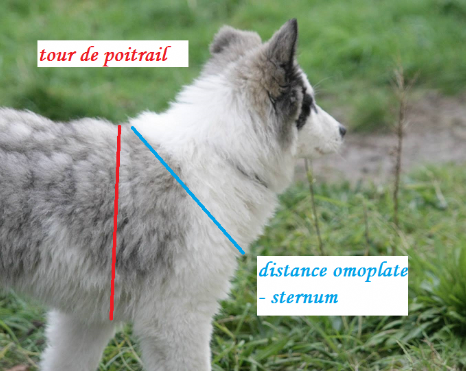 Mesures d'un harnais pour chien