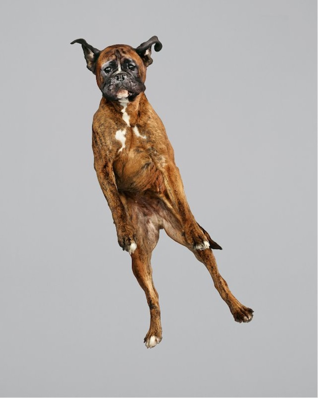 funny-jumping-dogs-series-10