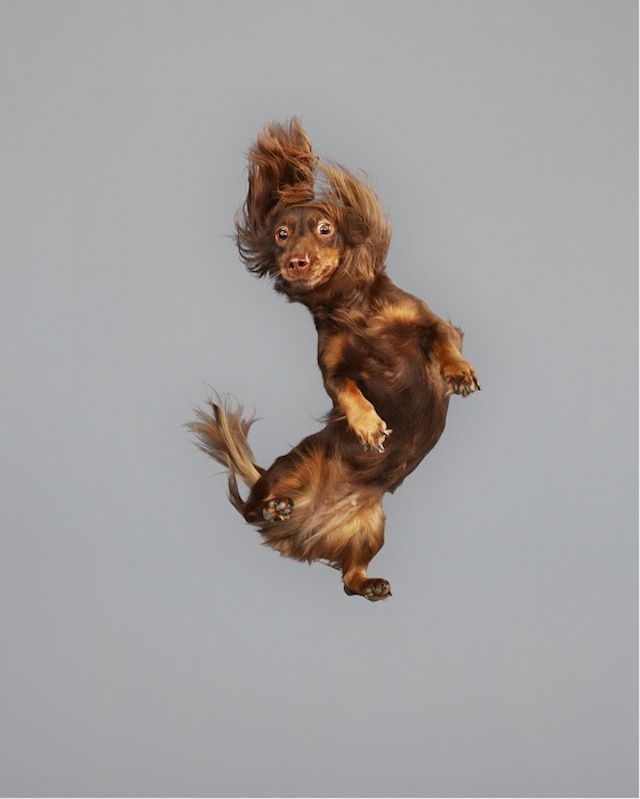 funny-jumping-dogs-series-11