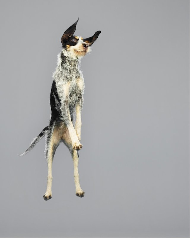 funny-jumping-dogs-series-12