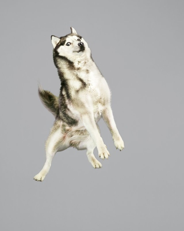 funny-jumping-dogs-series-13