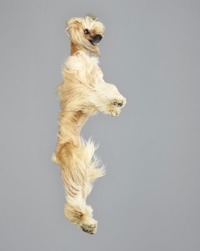 funny-jumping-dogs-series-14