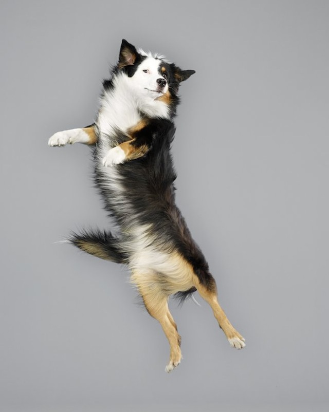 funny-jumping-dogs-series-17