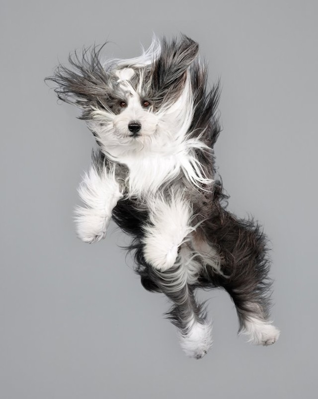 funny-jumping-dogs-series-2