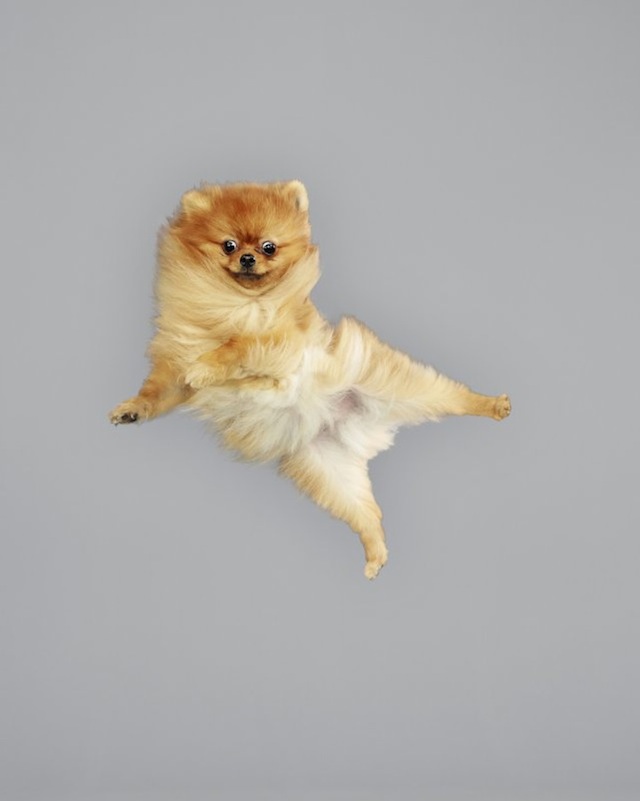 funny-jumping-dogs-series-3