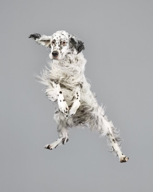 funny-jumping-dogs-series-6