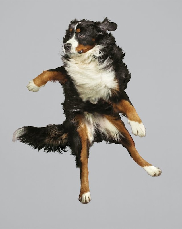 funny-jumping-dogs-series-9