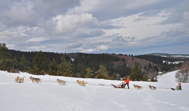 chien-de-traineau-2-attelages-dans-la-neige