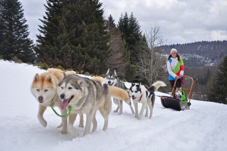 Traineau à chiens - chien de traineau