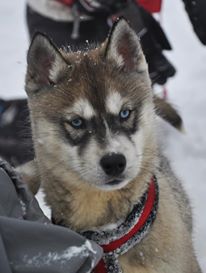 chiot-husky-aux-yeux-bleu