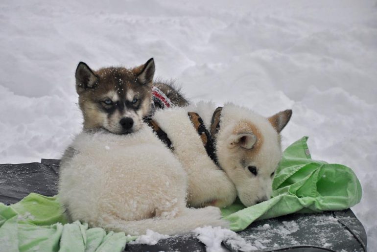 chiot-husky-siberien