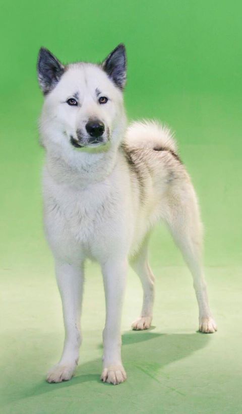 Le courageux groenlandais, un chien remarquable