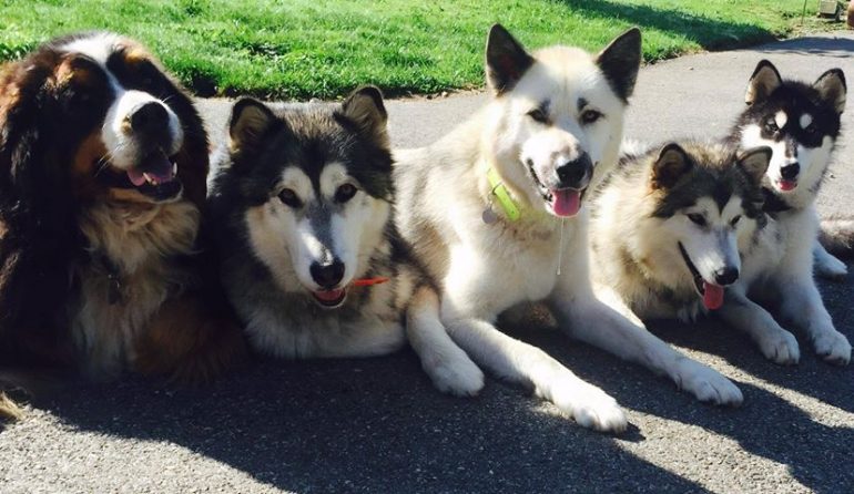 La petite meute: malamute, groenlandais, bouviais