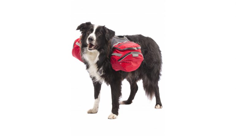 Randonnee Avec Son Chien L Astuce Pour Alleger Votre Sac A Dos