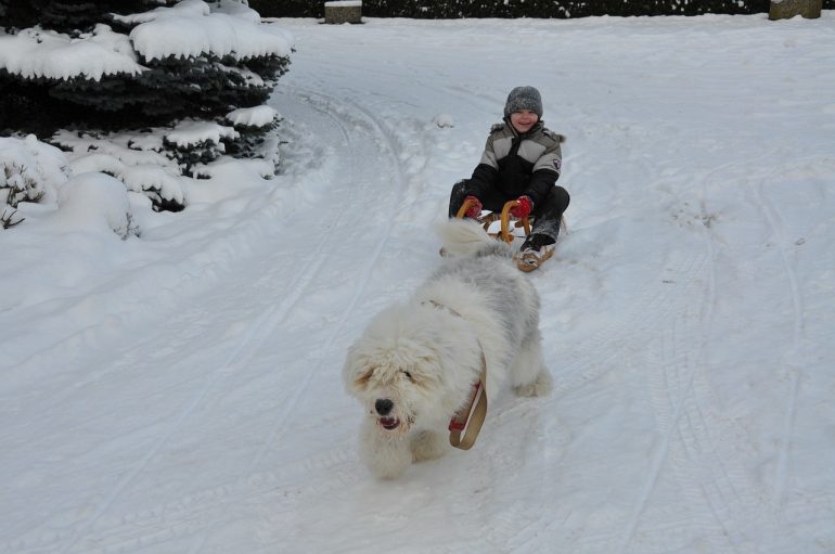 Faire de la luge avec son chien