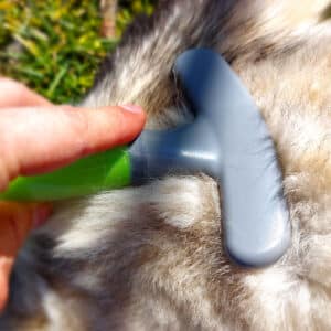 brosse a chien etrille rateau poil husky toilettage