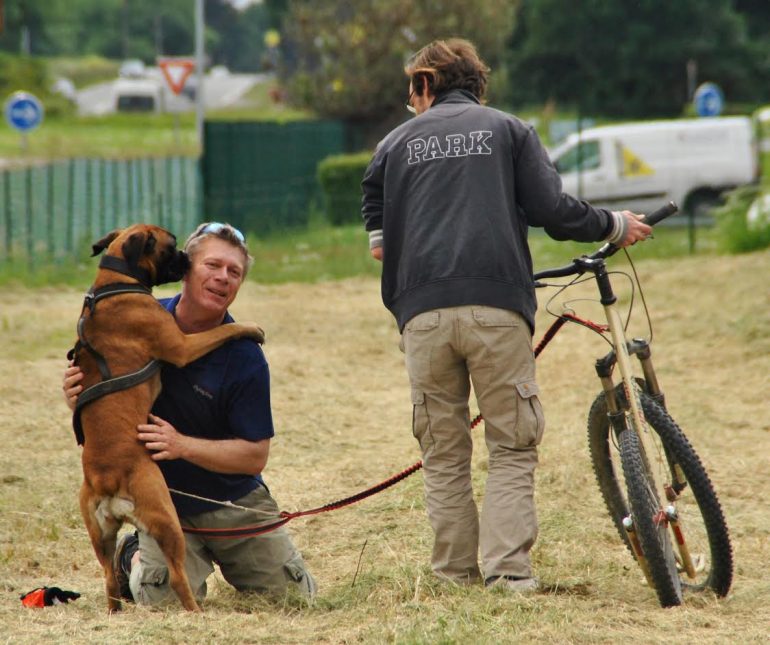 cani trotinette boxer