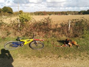 cani vtt quel chien boxer