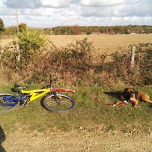 Fabriquer soit-même une niche pour chien en bois avec Fabriquer soit-même une niche pour chien en bois avec