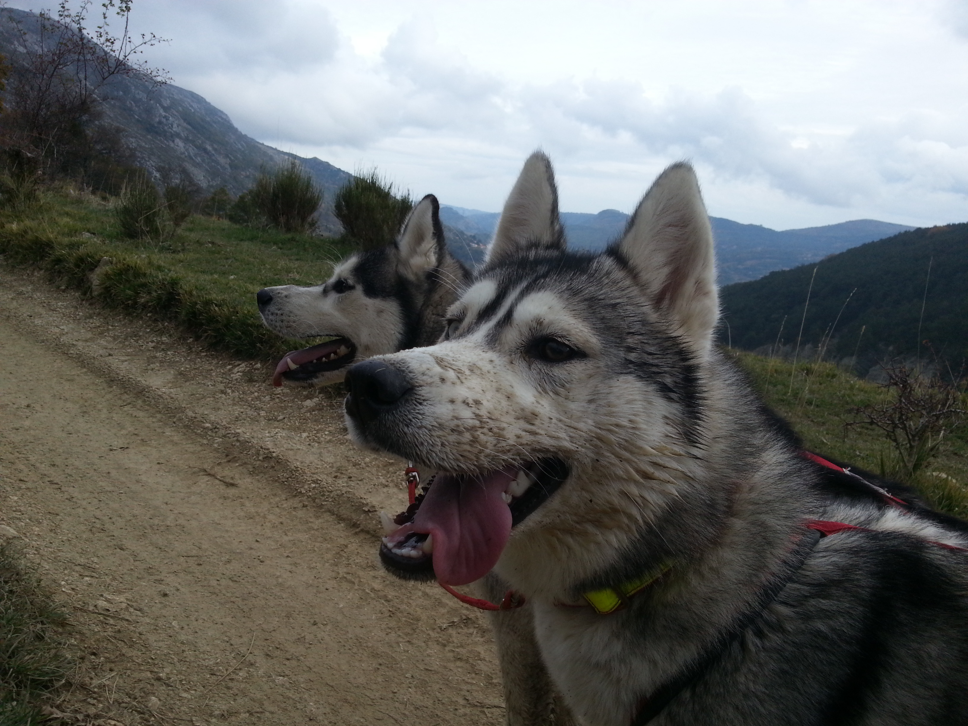 Glayna, husky sibérien