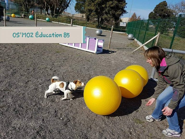 Activité avec son chien le Treibball