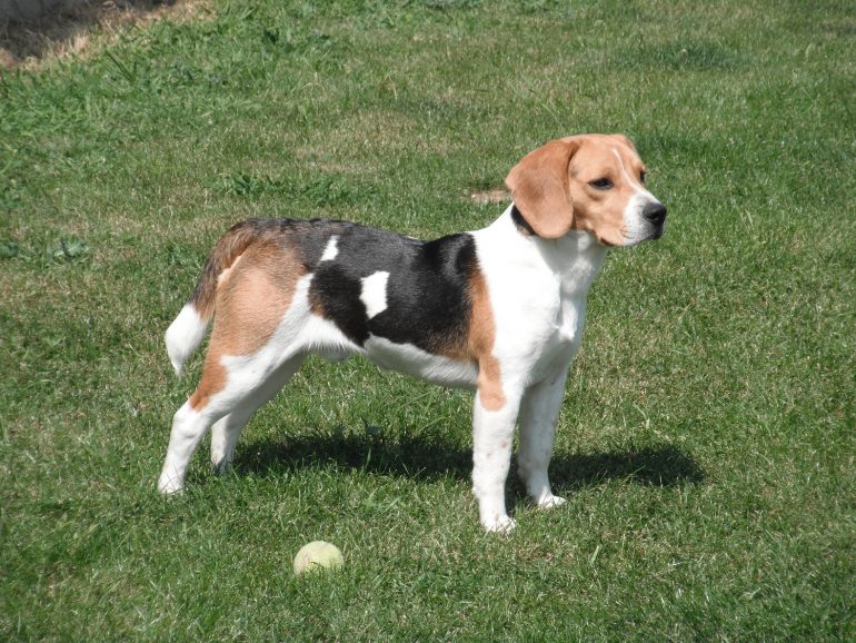 beagle race de chien