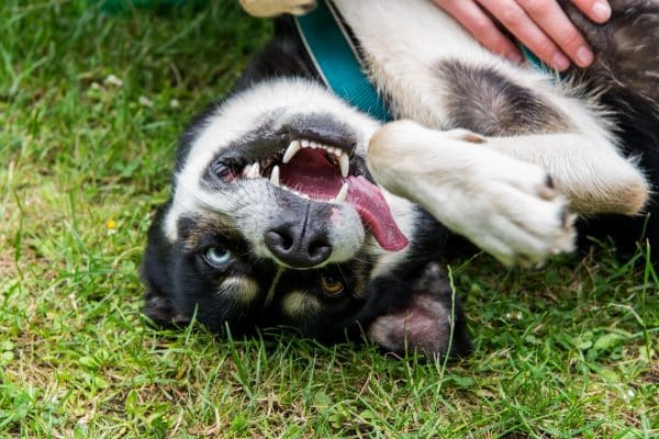 chien drôle humour