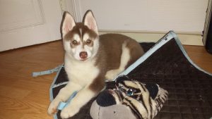 chiot husky siberien chocolat