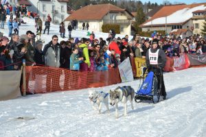 course chien de traineau 2 chiens