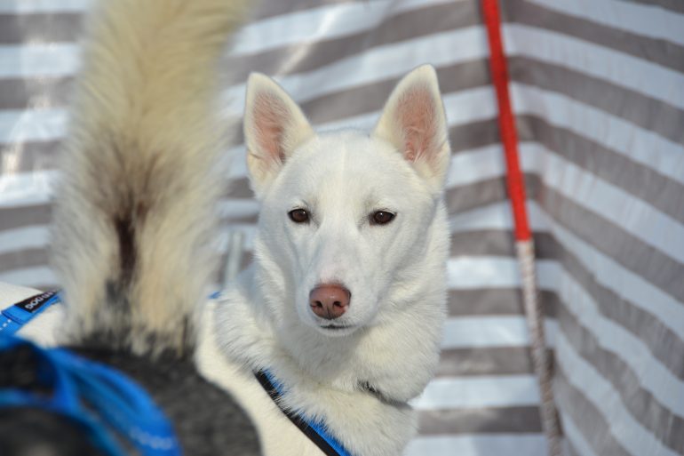 husky siberien blanc