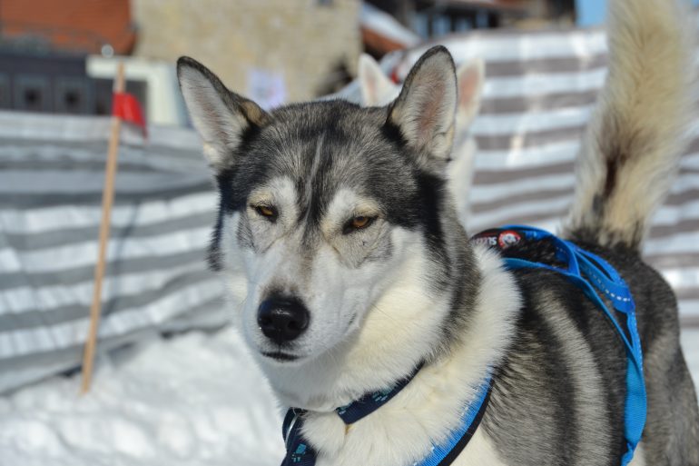 husky siberien harnais chien bleu
