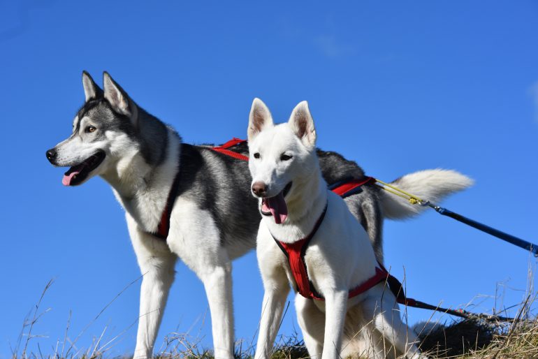 husky siberien harnais chien rouge