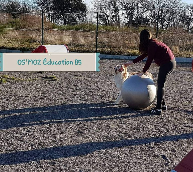 jouer au ballon avec son chien