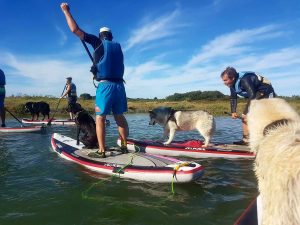 cani paddle: du paddle avec son chien activité l'été