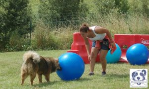 treibball activite avec son chien