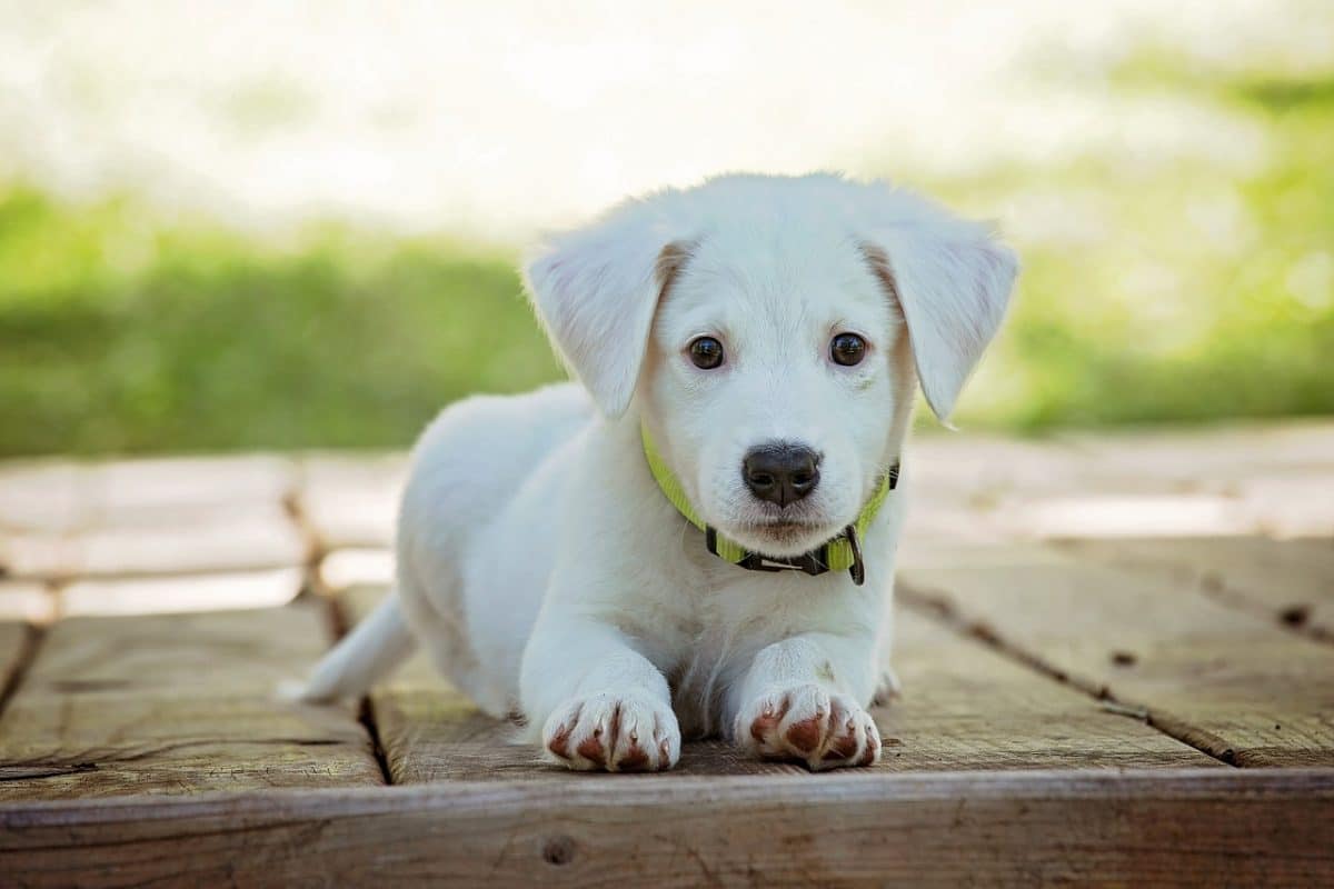 Un parc pour chiot ? Pourquoi faire ? Comment le choisir