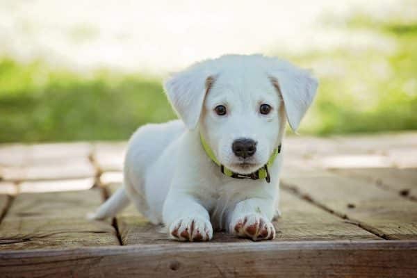 'un chiot soit propre - propreté chiot pipi