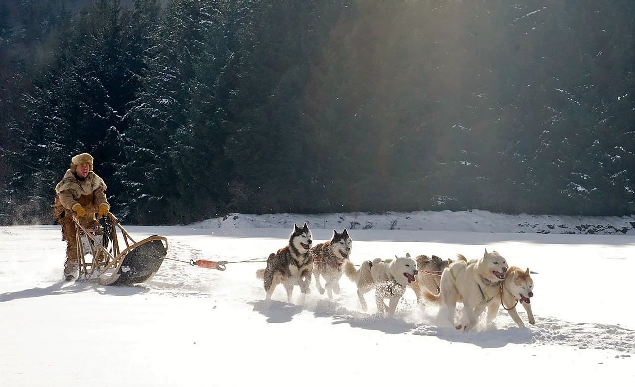 chien de traineau trappeur husky siberien