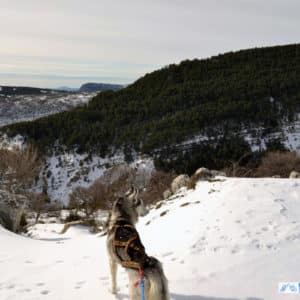 harnais xback manmat - husky sibérien
