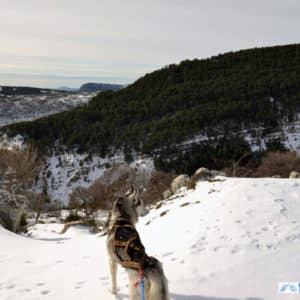 harnais xback manmat - husky sibérien