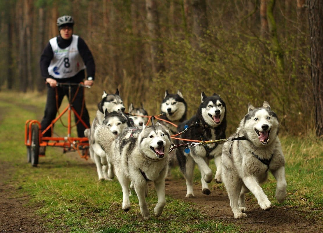 kart à chiens - attelage kart quad - husky sibérien