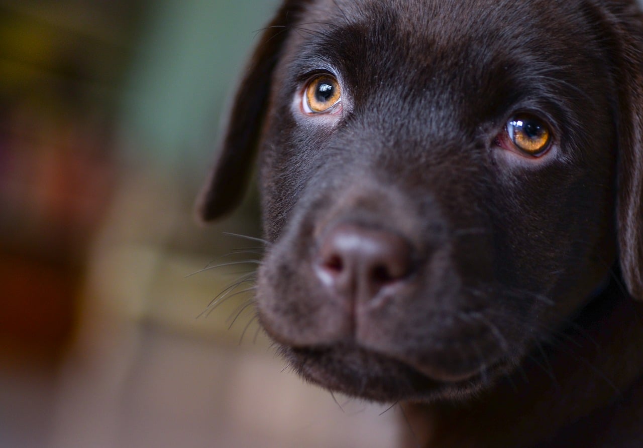 Ne pas mettre la gueule de son chiot dans son pipi