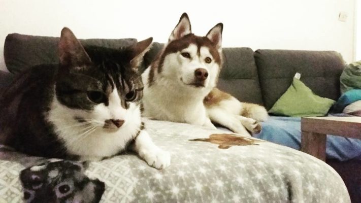 Husky et chat